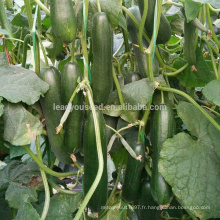 CU22 Xinfu nouvelle reproduction de bonne qualité toutes les graines de concombre hybride femelle